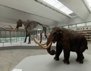 El esqueleto de un  mamut lanudo